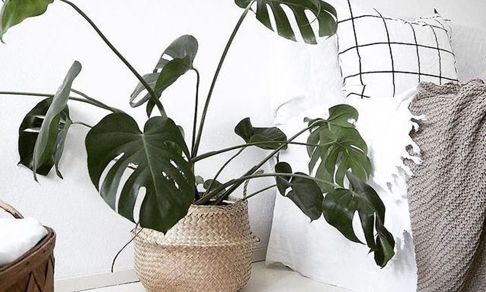 Monstera Deliciosa Monstera Deliciosa