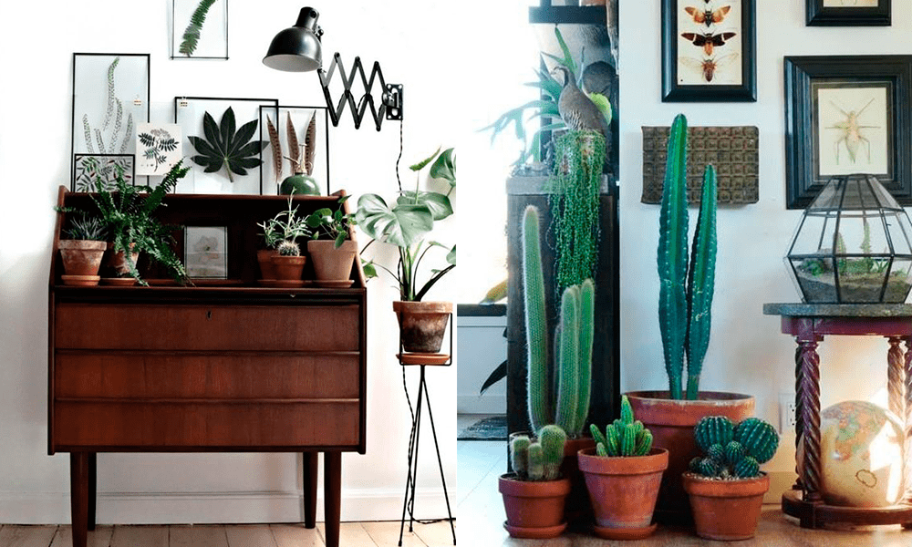 Decorar rincones con plantas Decorar rincones con plantas