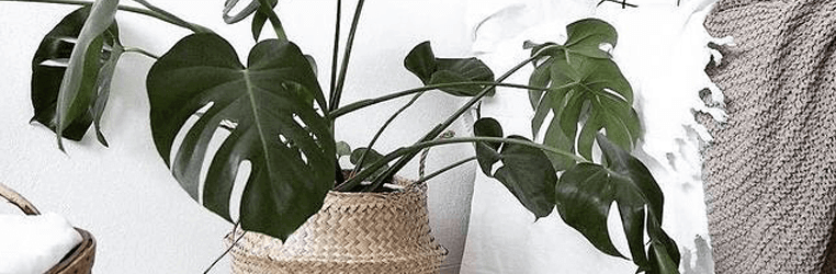 plantas