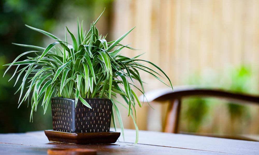cuidado de las plantas