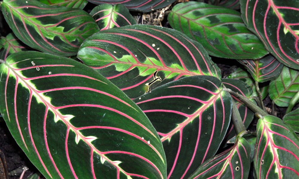 cuidado de las plantas