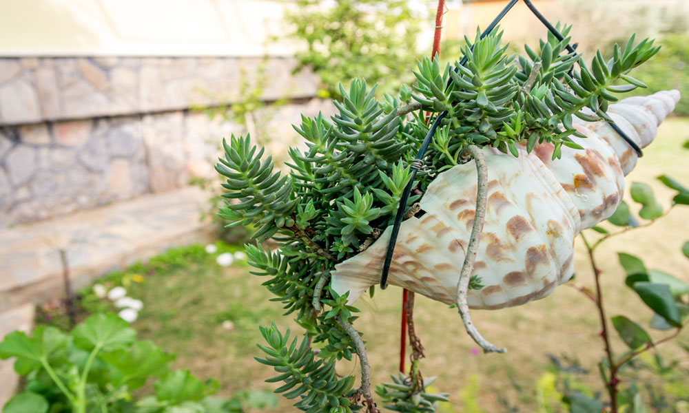 Las conchas colgadas siempre quedan genial plantas colgantes