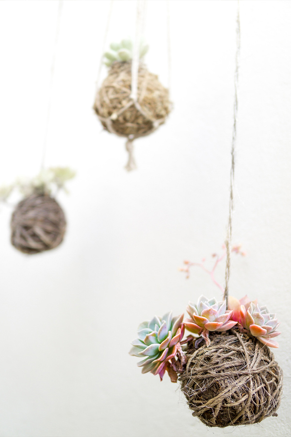 plantas colgantes