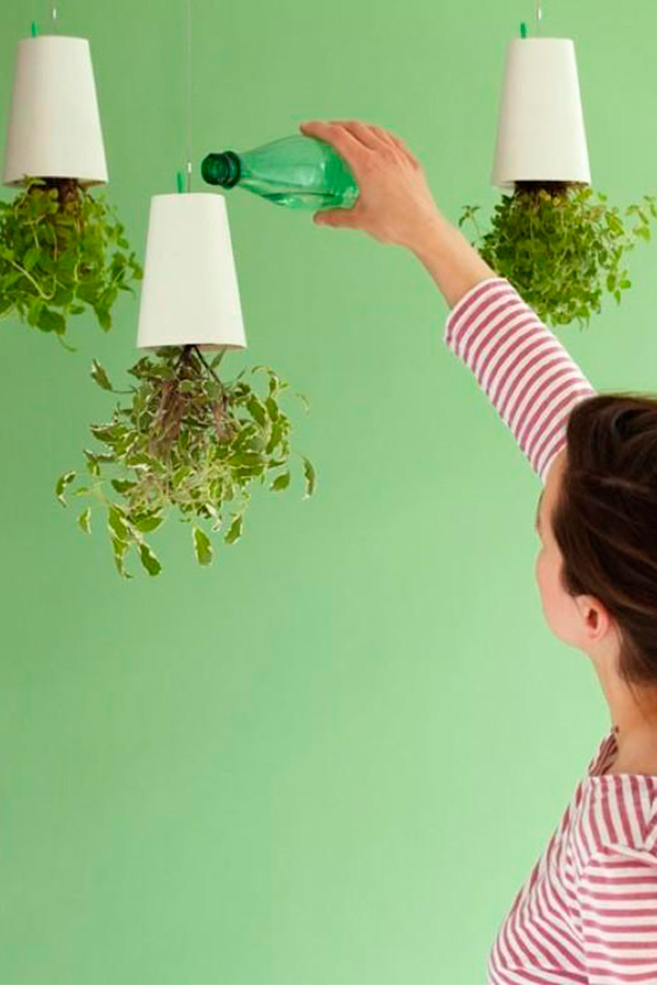 plantas colgantes