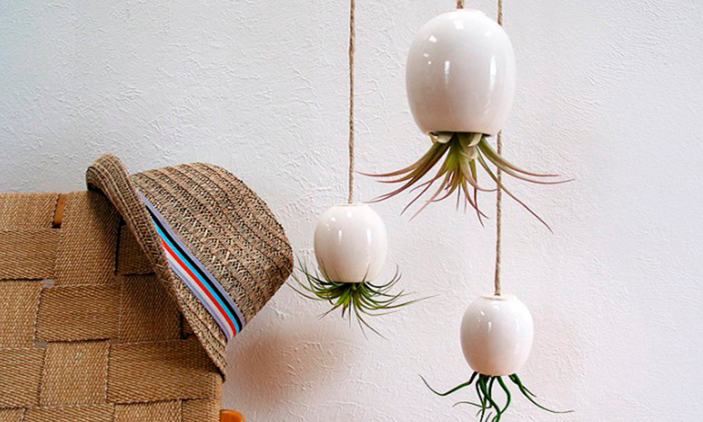 plantas aéreas plantas colgantes
