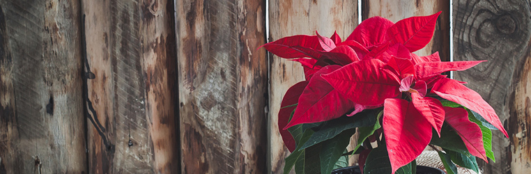 Cuidados de la planta de Navidad y otros trucos para Navidad