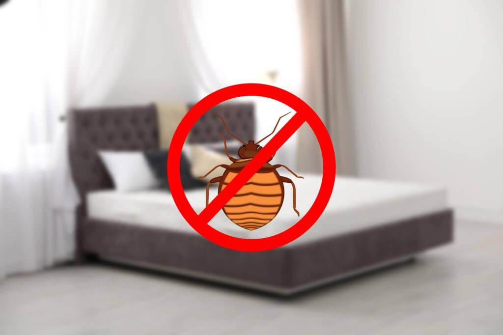 Cómo eliminar chinches de cama rápidamente con remedios caseros