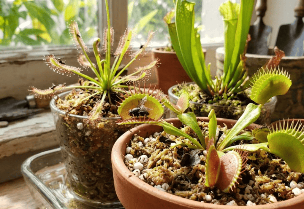 Planta carnívora: tipos y cuidados básicos
